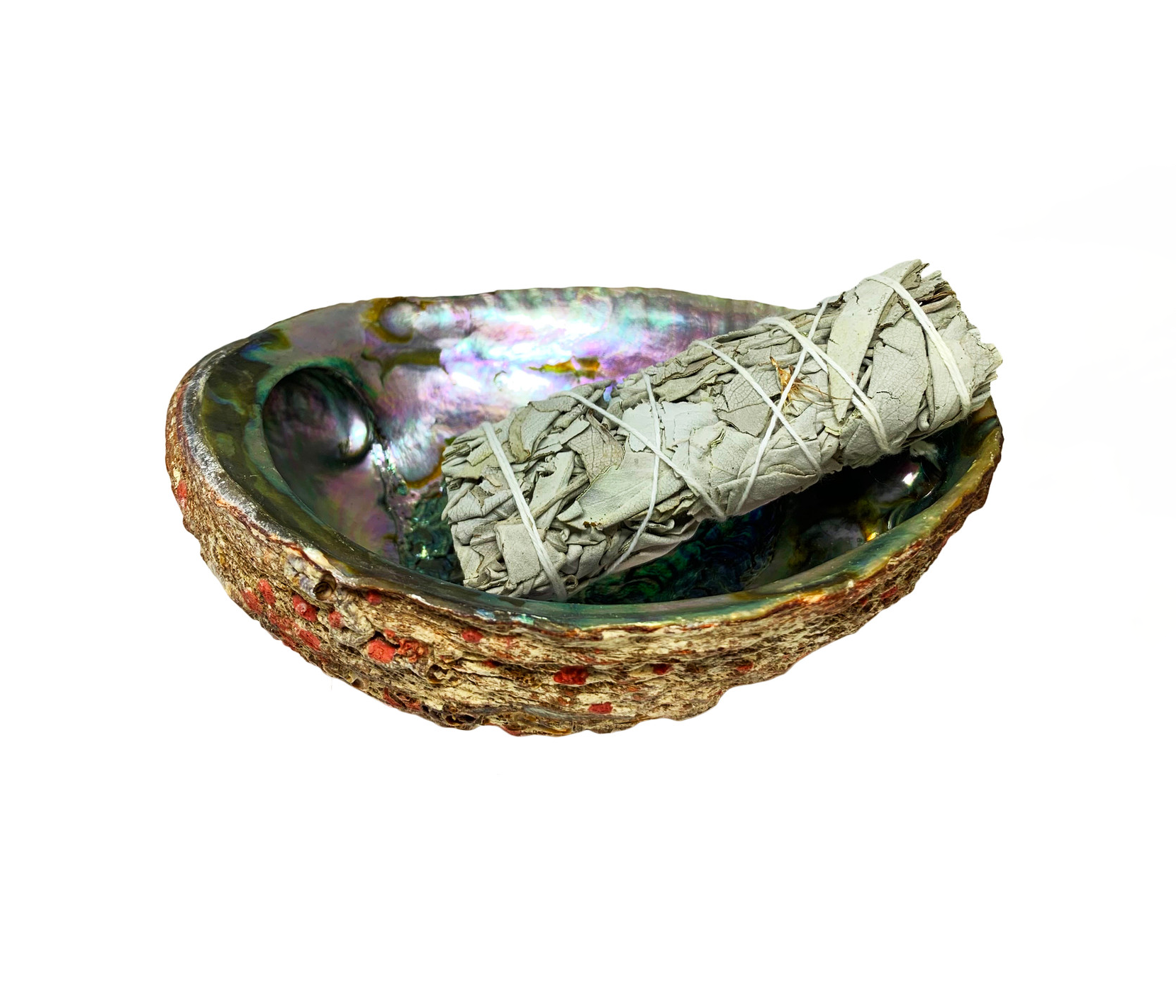Abalone Shell Smudge Bowl – Hawkins & Clover